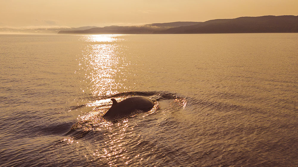 A whale partially surfaces from the water, its silhouette glowing in the golden light of a sunset. The calm water sparkles, and dark hills are visible on the horizon, creating a serene atmosphere.