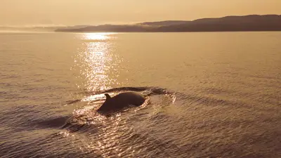 Une baleine émerge partiellement de l'eau, sa silhouette illuminée par la lumière dorée d'un coucher de soleil. La surface calme de l'eau scintille, et des collines sombres se dessinent à l'horizon dans une ambiance paisible.
