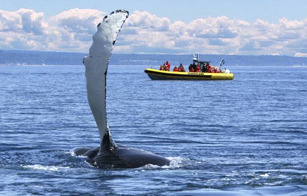 Whale watching by Zodiac