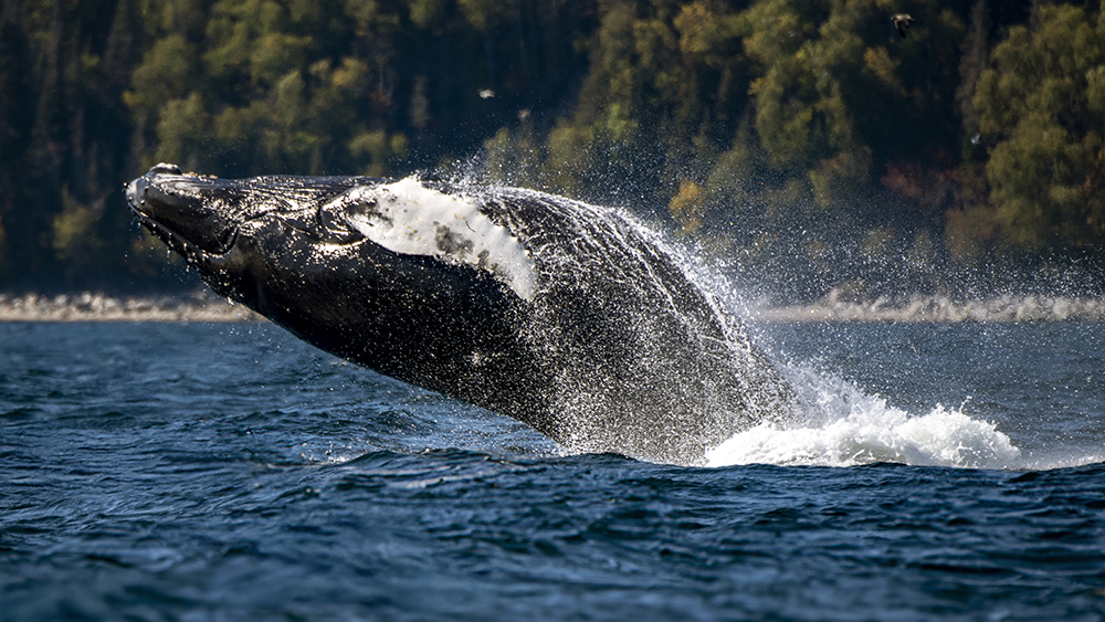 Une baleine à bosse émerge spectaculaire de l'eau dans un saut impressionnant, éclaboussant autour d'elle. En arrière-plan, on distingue une forêt dense et une ligne de rivage sous un ciel clair.