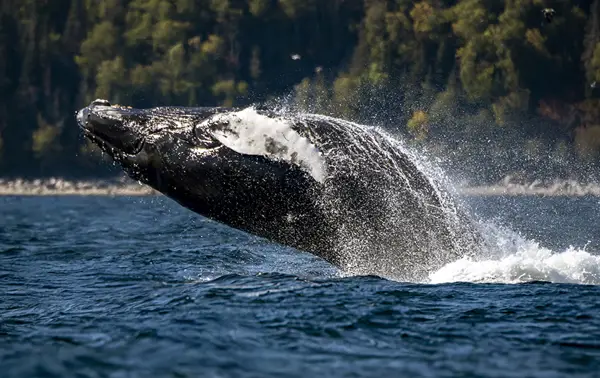 A humpback whale breaches dramatically out of the water in an impressive leap, splashing around it. In the background, a dense forest and a shoreline are visible under a clear sky.