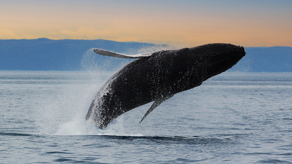 A humpback whale performs a dramatic breach out of the water, creating a splash around it. In the background, dark hills rise under a softly colored sunset sky.