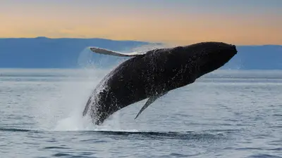 Une baleine à bosse effectue un saut spectaculaire hors de l'eau, créant une éclaboussure autour d'elle. En arrière-plan, des collines sombres s'élèvent sous un ciel aux teintes douces de coucher de soleil.