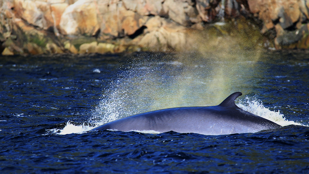 A whale partially emerges from the deep blue ocean, with water splashing around its back. The background shows rocky cliffs under clear daylight.