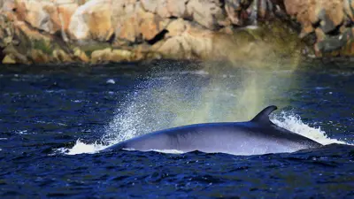 A whale partially emerges from the deep blue ocean, with water splashing around its back. The background shows rocky cliffs under clear daylight.