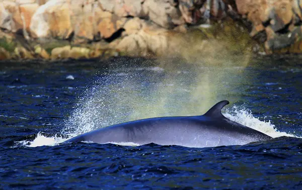 A whale partially emerges from the deep blue ocean, with water splashing around its back. The background shows rocky cliffs under clear daylight.