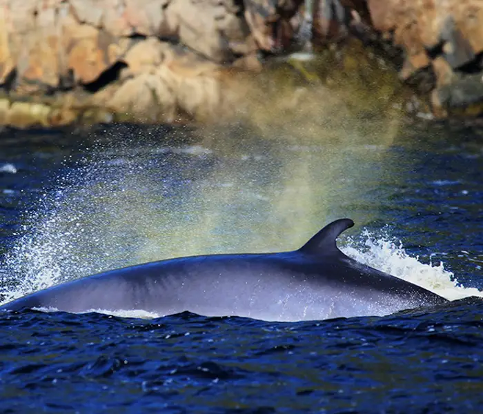 A whale partially emerges from the deep blue ocean, with water splashing around its back. The background shows rocky cliffs under clear daylight.