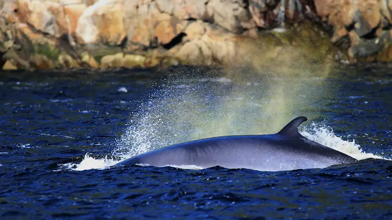 A whale partially emerges from the deep blue ocean, with water splashing around its back. The background shows rocky cliffs under clear daylight.