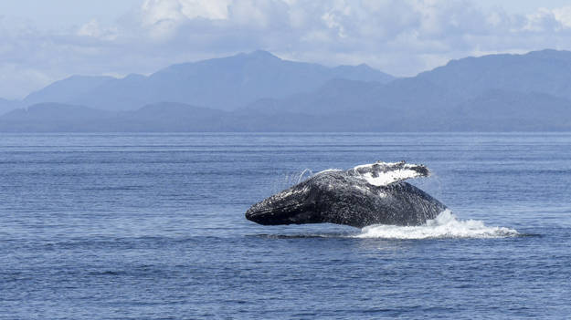 Whale jumping out of water