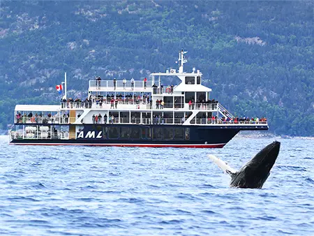 Un bateau de croisière rempli de passagers observe une baleine à bosse qui émerge partiellement de l'eau, avec sa nageoire pectorale visible. En arrière-plan, des collines verdoyantes sous un ciel clair encadrent la scène.