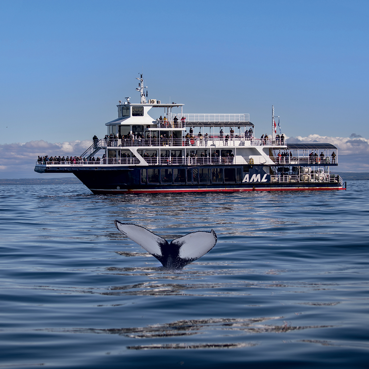 Full-day Bus Excursion and Whale Watching Boat Tour | AML Cruises