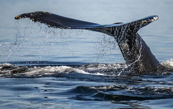 A whale's tail emerges from the water as the animal dives into the ocean. Droplets glisten as they fall from the fluke, and the surface of the water is slightly rippled. The background displays calm seas under a clear sky.