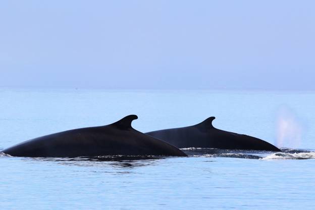 Two minke whale back
