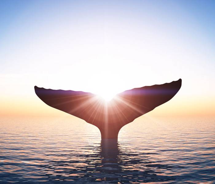 Baleine au coucher de soleil