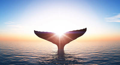 Baleine au coucher de soleil