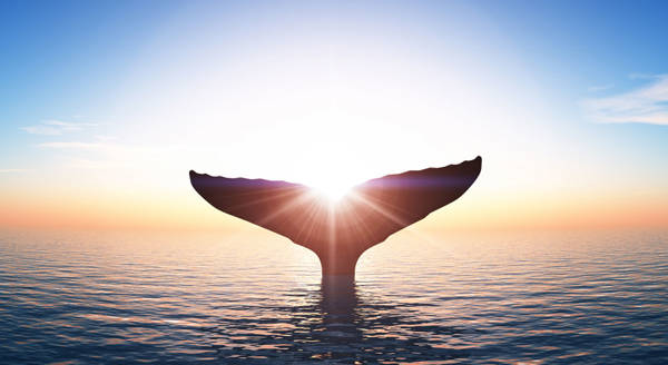 Baleine au coucher de soleil
