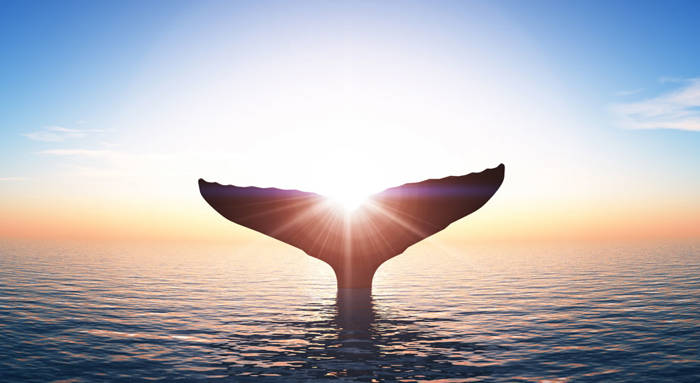 Baleine au coucher de soleil