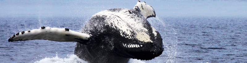 Baleine à bosse en train de sauter