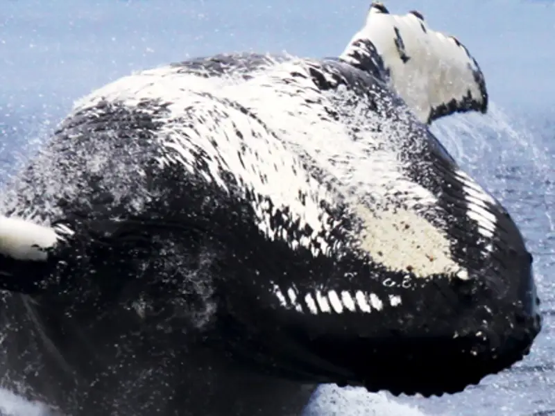 Humpback whale jumping on the back