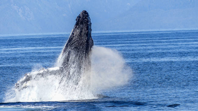 Baleine à bosse en train de sauter