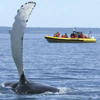 Zodiac excursion and whale coming out of the water