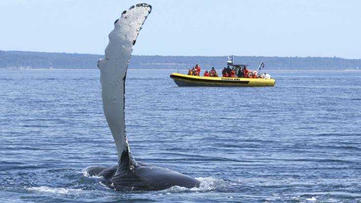 Zodiac excursion and whale coming out of the water