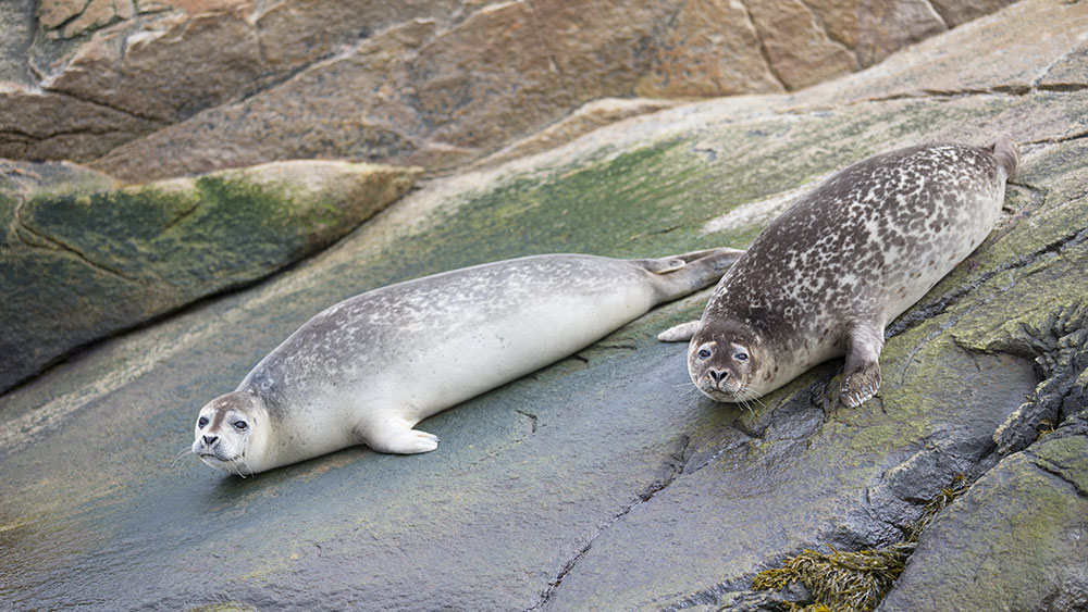Two spotted grey seals lie on algae-covered rocks near the water. They calmly look toward the observer, while their rocky surroundings display natural shades of green and brown.