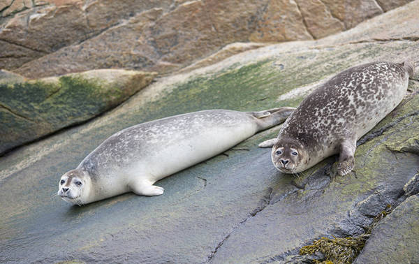 Two spotted grey seals lie on algae-covered rocks near the water. They calmly look toward the observer, while their rocky surroundings display natural shades of green and brown.