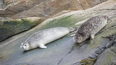 Two spotted grey seals lie on algae-covered rocks near the water. They calmly look toward the observer, while their rocky surroundings display natural shades of green and brown.