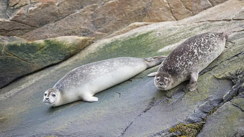 Two spotted grey seals lie on algae-covered rocks near the water. They calmly look toward the observer, while their rocky surroundings display natural shades of green and brown.