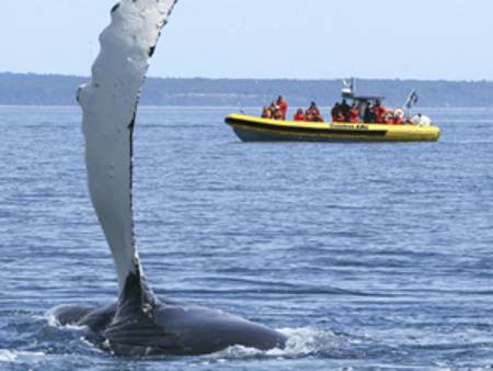 Zodiac excursion and whale coming out of the water