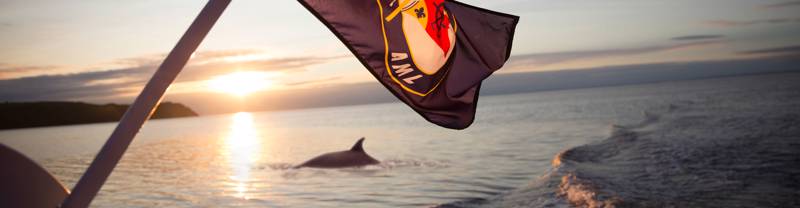 Baleine devant un coucher de soleil