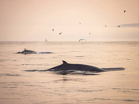 Whales surfacing in a tranquil ocean at sunset, with a pinkish-orange sky. Birds are flying above, and a distant landmass is faintly visible on the right side of the image.