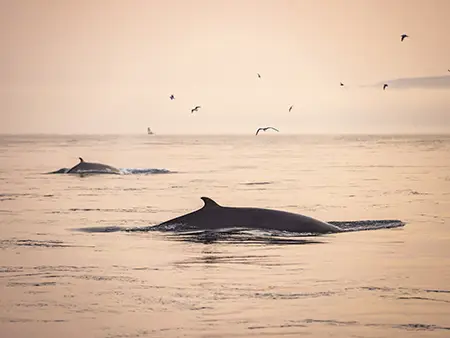 Des baleines remontent à la surface d’un océan paisible au coucher du soleil, sous un ciel aux teintes rosées et orangées. Des oiseaux volent au-dessus de l’eau, et une masse terrestre lointaine est faiblement visible sur le côté droit de l’image.