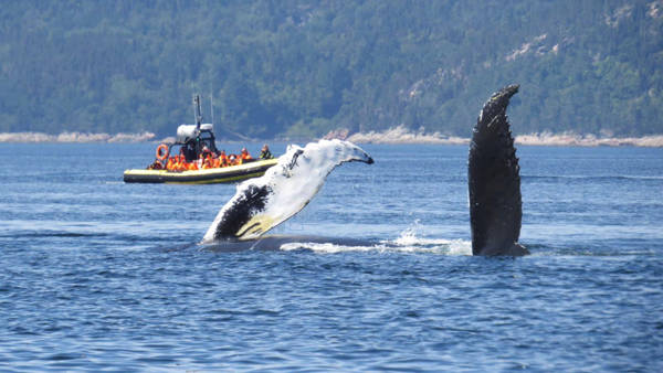 Whale watching - Zodiac