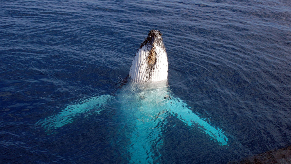 A humpback whale partially emerges from the water, its white body and pectoral fins visible beneath the clear surface. The surrounding water is a deep blue, highlighting the whale's striking presence.