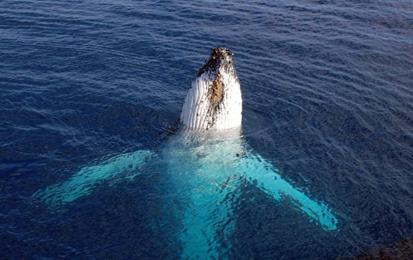 A humpback whale partially emerges from the water, its white body and pectoral fins visible beneath the clear surface. The surrounding water is a deep blue, highlighting the whale's striking presence.
