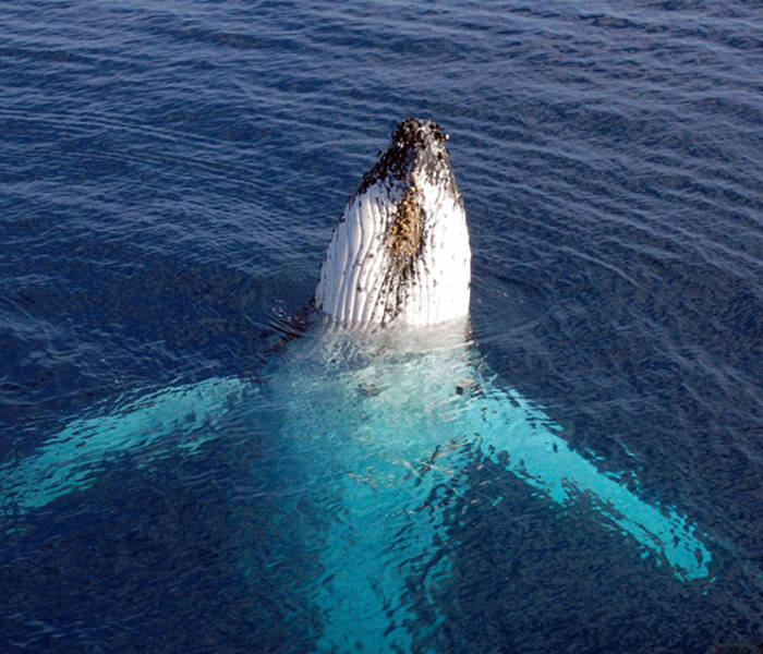 A humpback whale partially emerges from the water, its white body and pectoral fins visible beneath the clear surface. The surrounding water is a deep blue, highlighting the whale's striking presence.