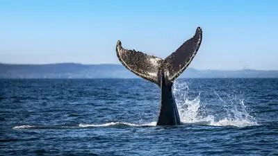 A whale's tail emerges from the ocean, splashing water against a clear blue sky. The majestic fluke is highlighted against the sea's surface, capturing a dynamic moment in the marine environment.
