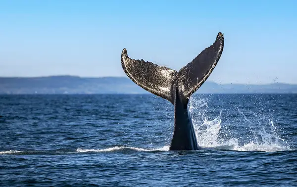 A whale's tail emerges from the ocean, splashing water against a clear blue sky. The majestic fluke is highlighted against the sea's surface, capturing a dynamic moment in the marine environment.