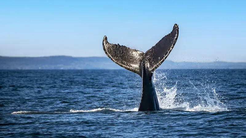 A whale's tail emerges from the ocean, splashing water against a clear blue sky. The majestic fluke is highlighted against the sea's surface, capturing a dynamic moment in the marine environment.