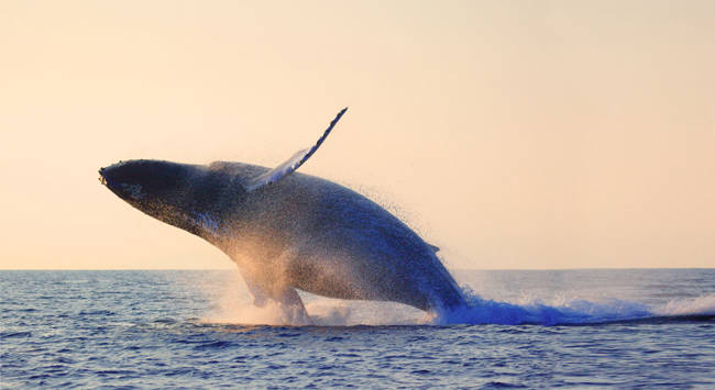 Baleine au coucher de soleil