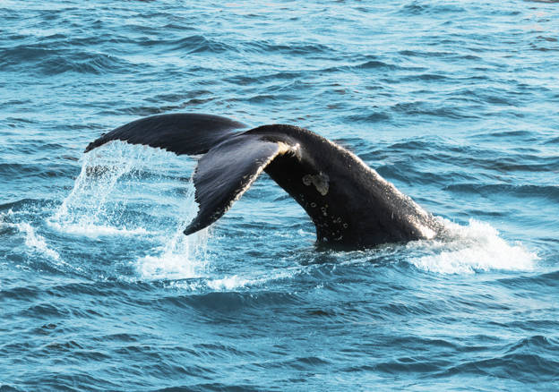 Tip of a fin whale tail