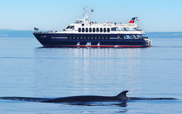 A whale swims peacefully at the water's surface, its dorsal fin visible, while a large tour boat sails in the background under a clear sky. Passengers onboard watch the scene.