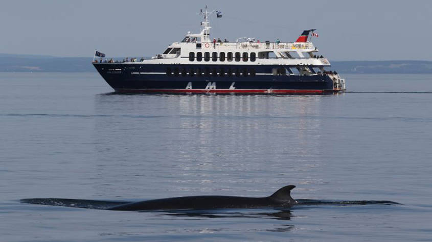  AML Levant on whale watching excursions