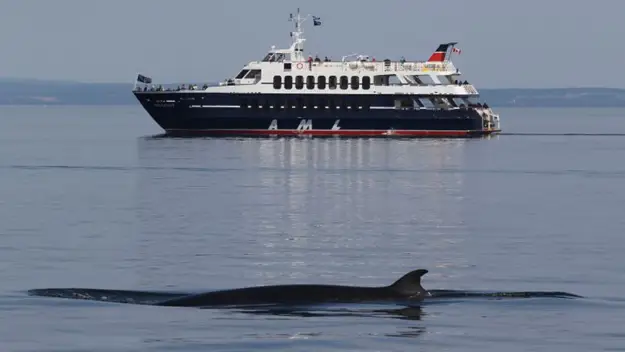 AML Levant on whale watching excursions