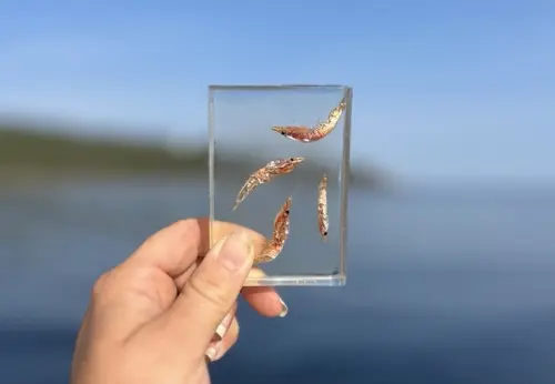 Krill.jpg (1)