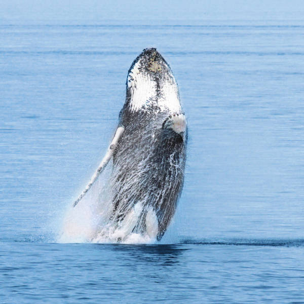 Baleine à bosse qui saute