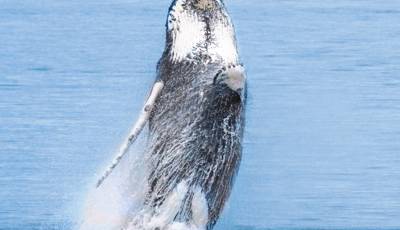 Whale during a jump