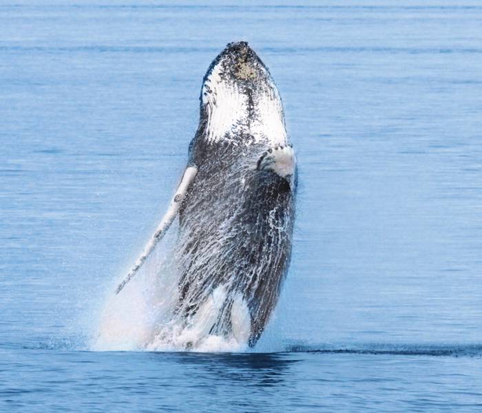 Whale during a jump